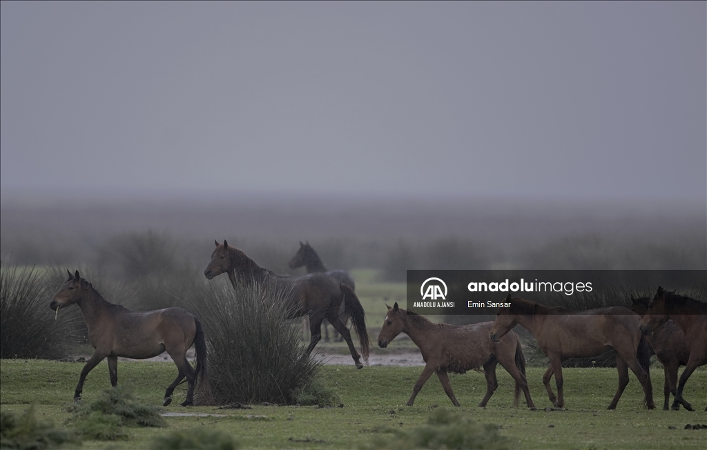 Kızılırmak Deltası'nda özgürce koşan yılkı atları