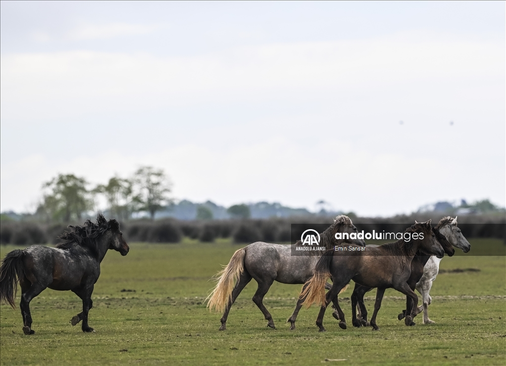 Kızılırmak Deltası'nda özgürce koşan yılkı atları