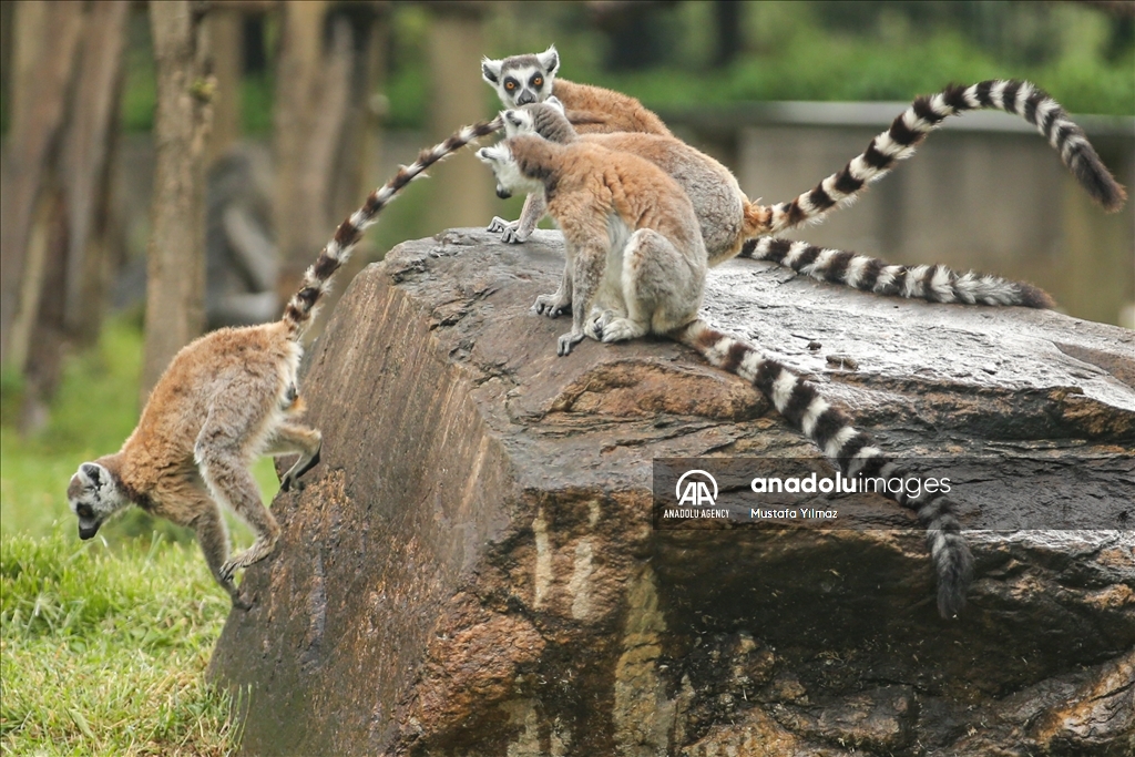 В зоопарке Бурсы обитает около тысячи животных 138 видов