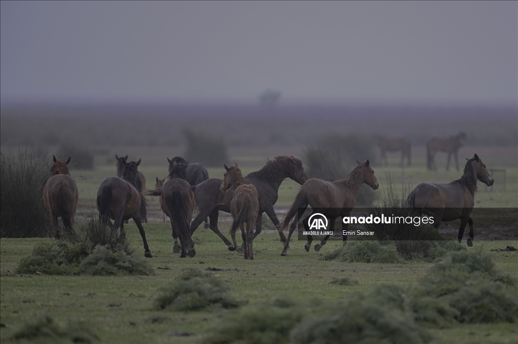 Kızılırmak Deltası'nda özgürce koşan yılkı atları