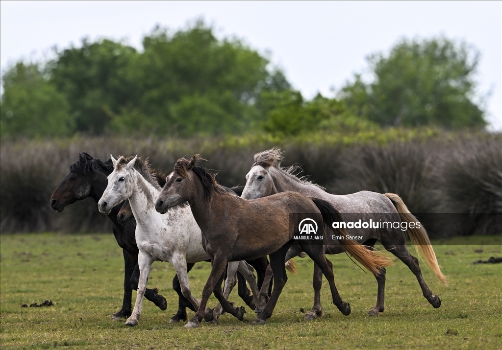 Kızılırmak Deltası'nda özgürce koşan yılkı atları