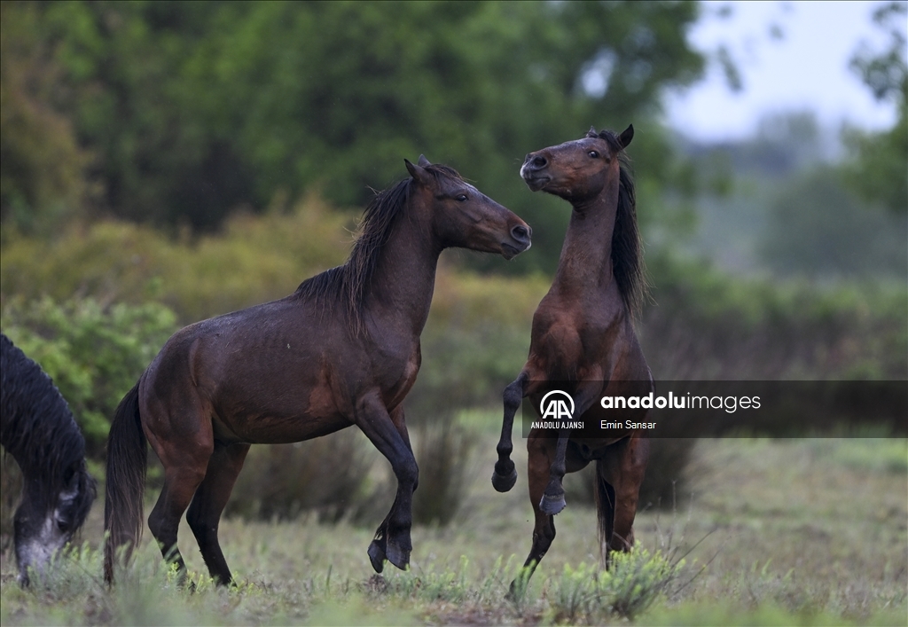 Kızılırmak Deltası'nda özgürce koşan yılkı atları