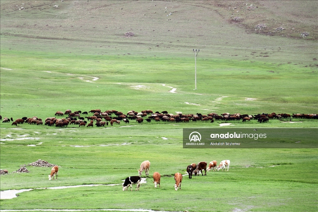 Ağrı'da çobanlar zorlu mesailerine bir yanı kar, bir yanı bahar dağlarda başladı