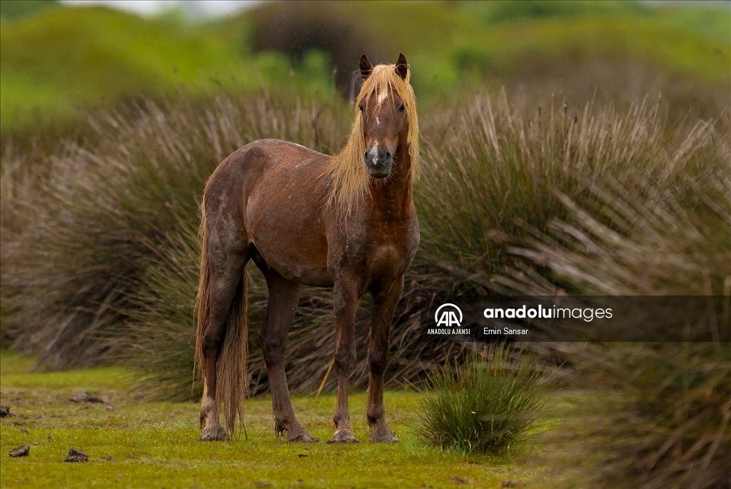 Kızılırmak Deltası'nda özgürce koşan yılkı atları