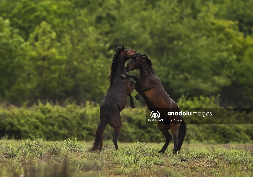 Kızılırmak Deltası'nda özgürce koşan yılkı atları