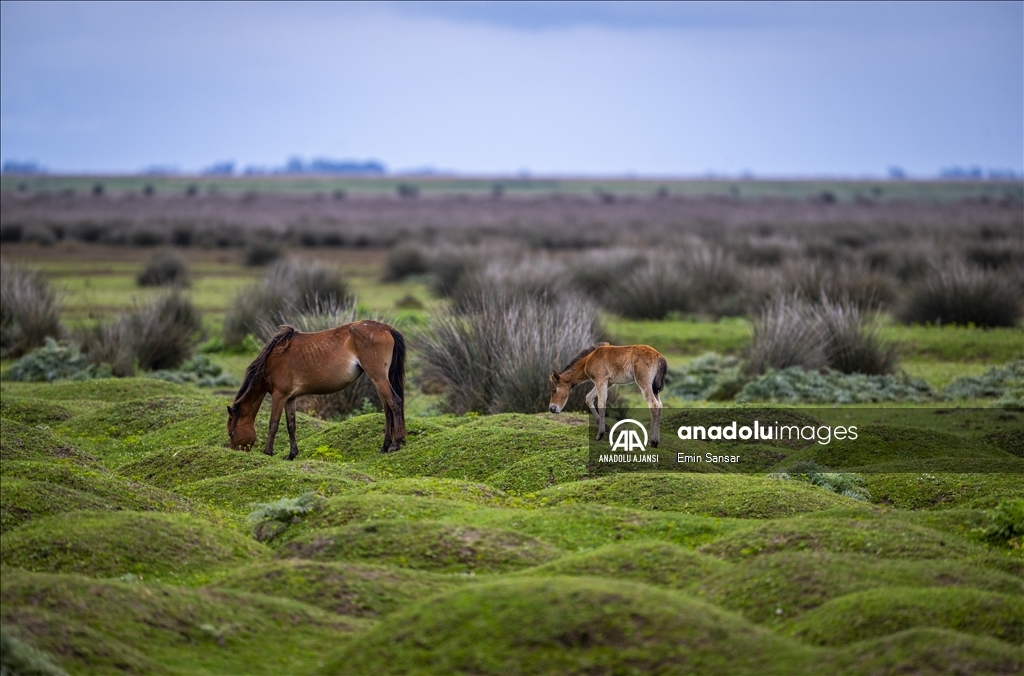 Kızılırmak Deltası'nda özgürce koşan yılkı atları