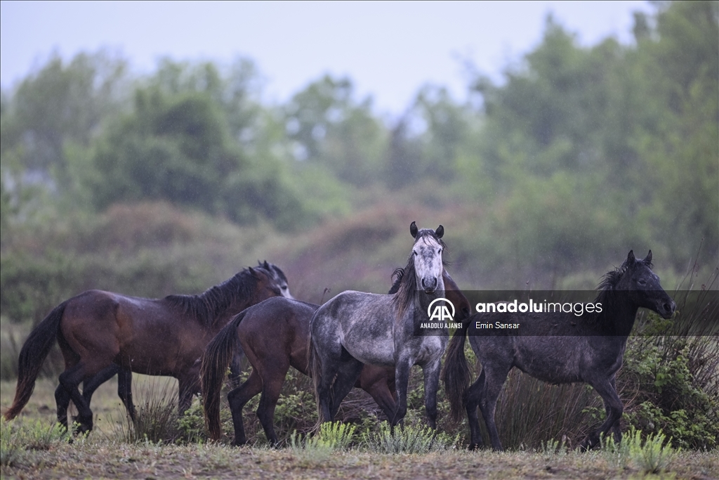 Kızılırmak Deltası'nda özgürce koşan yılkı atları