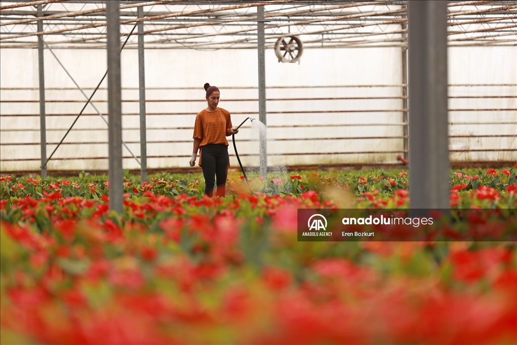 Flowers prepared for upcoming Mother's Day in Turkiye's Adana