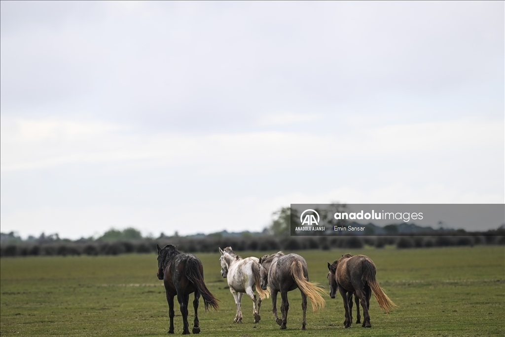 Kızılırmak Deltası'nda özgürce koşan yılkı atları