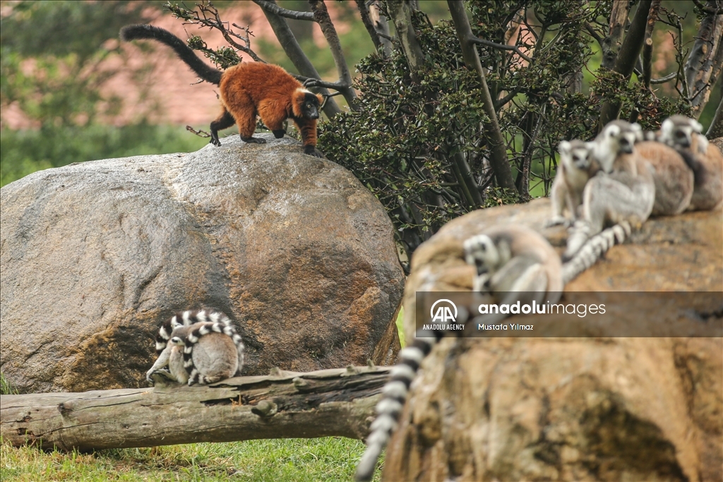 В зоопарке Бурсы обитает около тысячи животных 138 видов