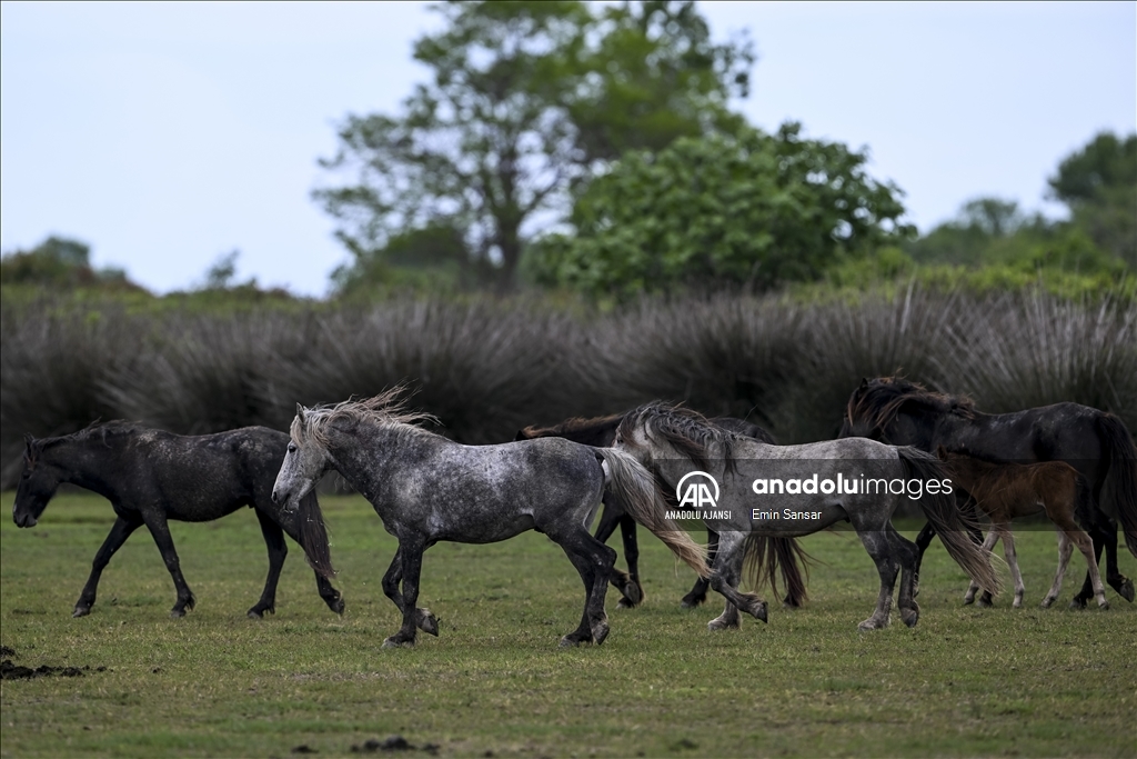 Kızılırmak Deltası'nda özgürce koşan yılkı atları