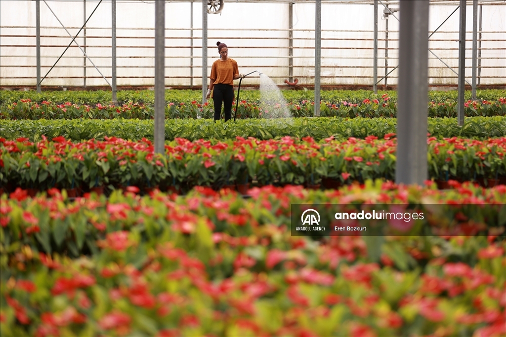 Flowers prepared for upcoming Mother's Day in Turkiye's Adana