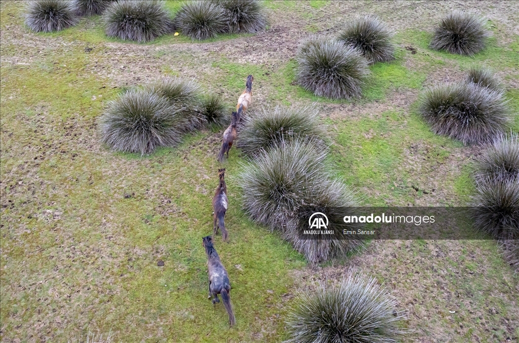 Kızılırmak Deltası'nda özgürce koşan yılkı atları