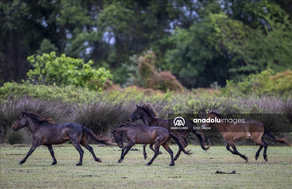 Kızılırmak Deltası'nda özgürce koşan yılkı atları