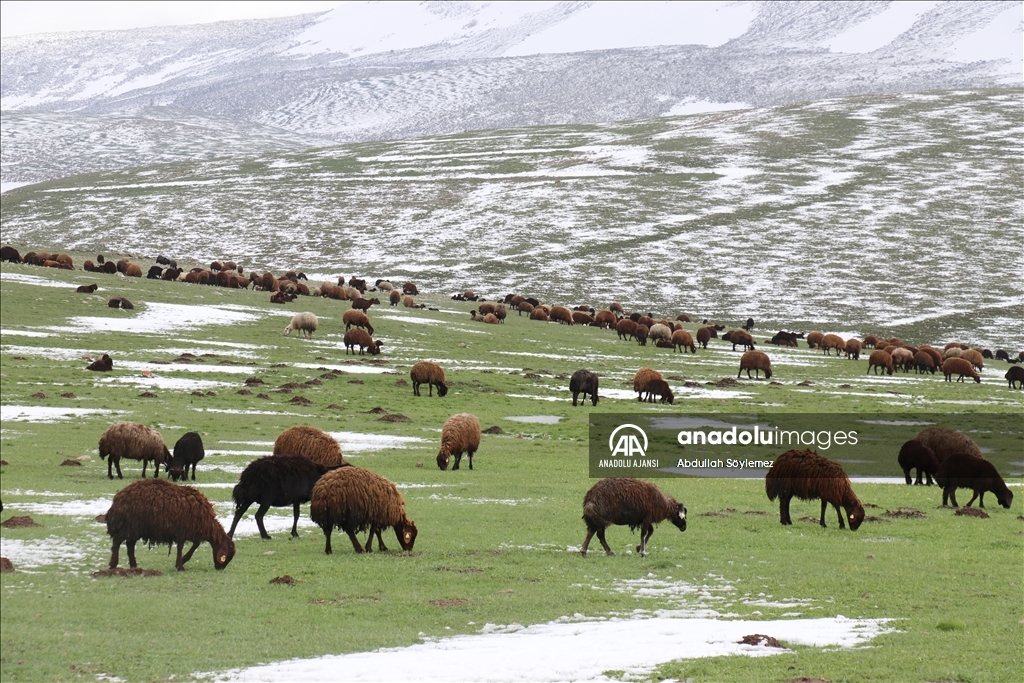 Ağrı'da çobanlar zorlu mesailerine bir yanı kar, bir yanı bahar dağlarda başladı