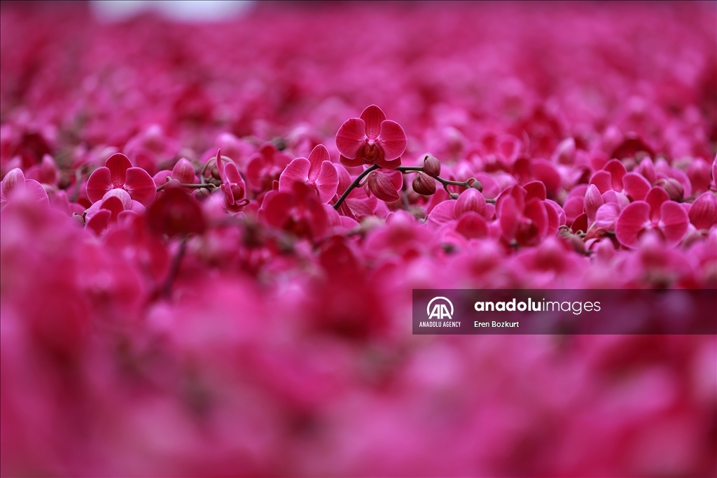 Flowers prepared for upcoming Mother's Day in Turkiye's Adana