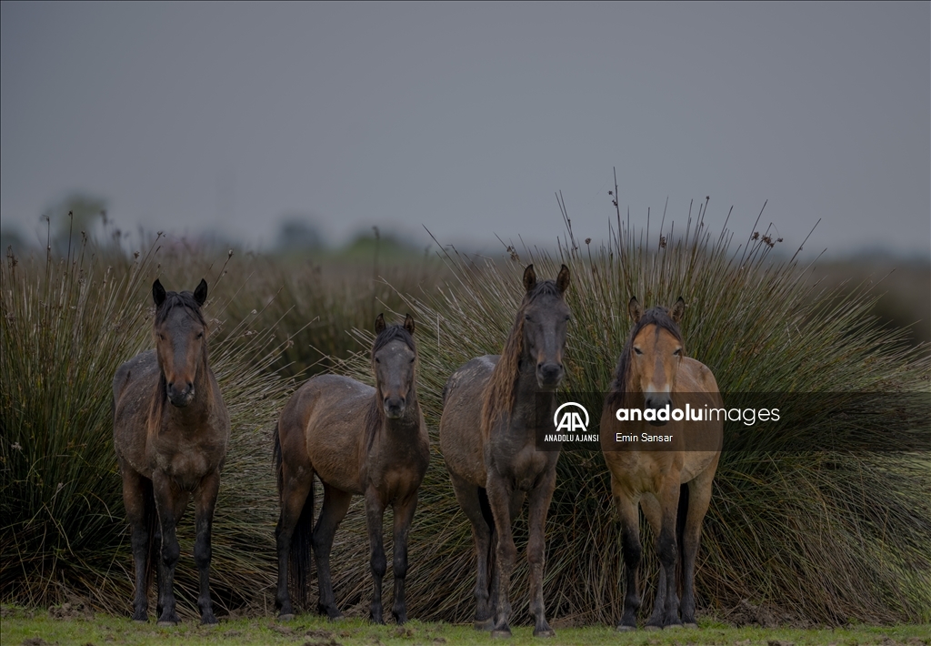 Kızılırmak Deltası'nda özgürce koşan yılkı atları