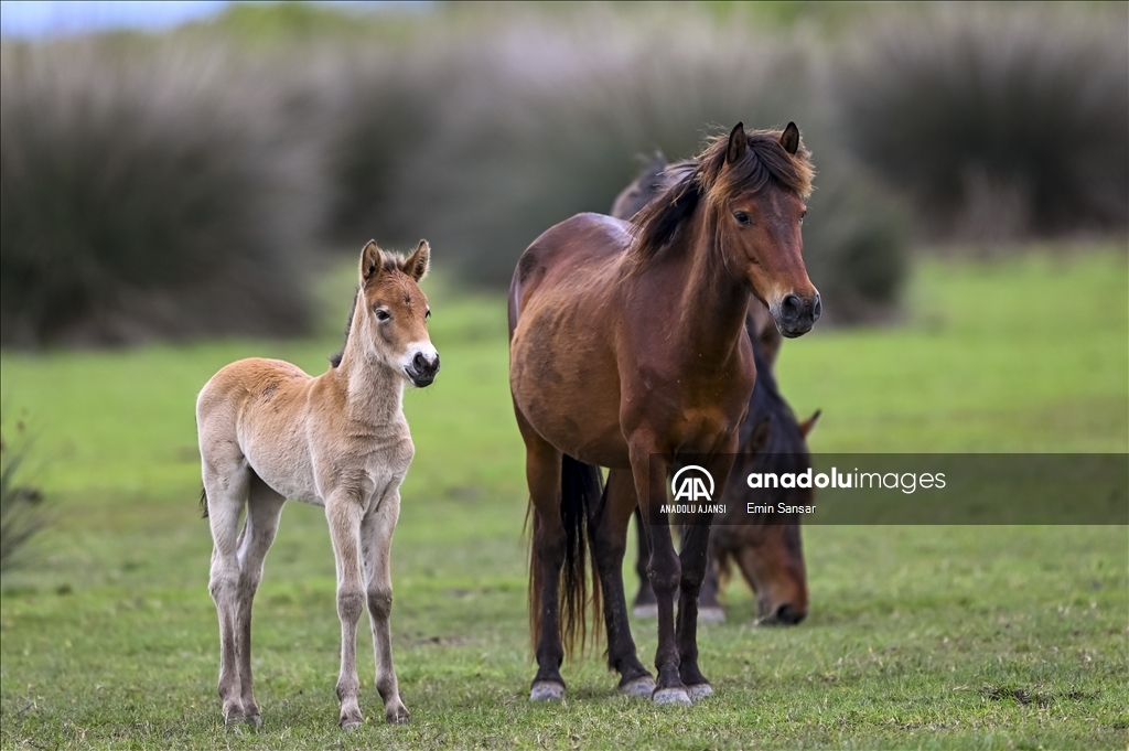 Kızılırmak Deltası'nda özgürce koşan yılkı atları