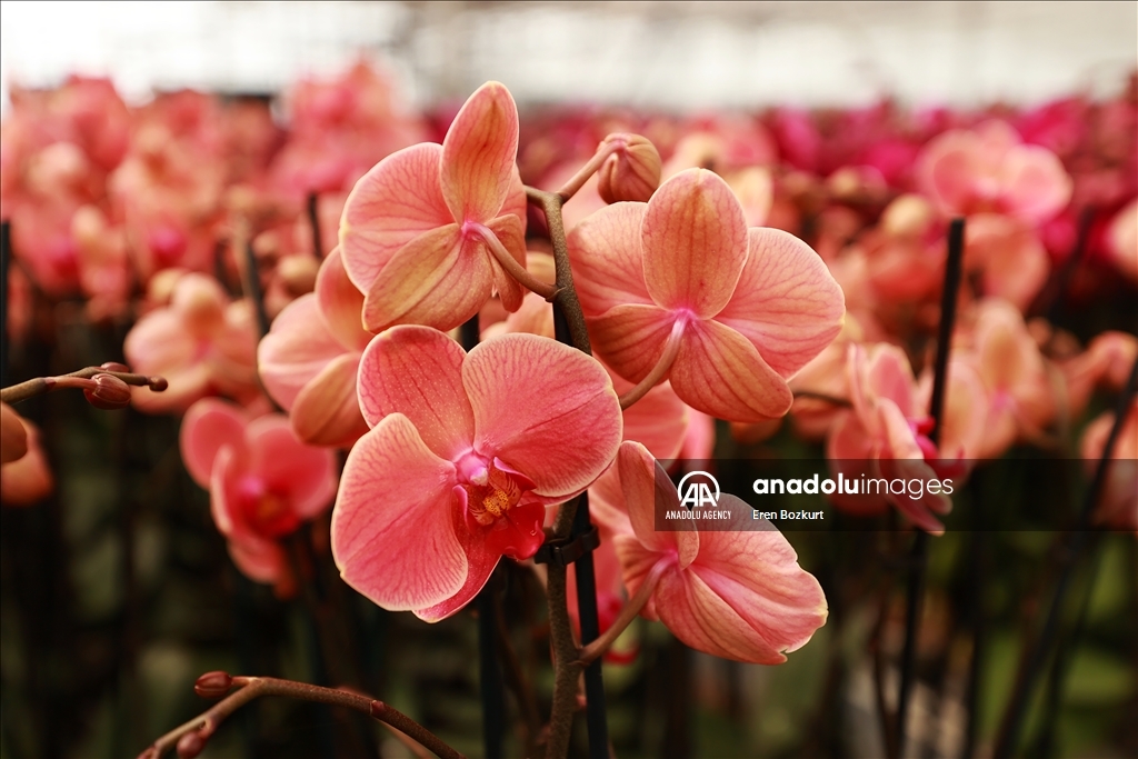 Flowers prepared for upcoming Mother's Day in Turkiye's Adana