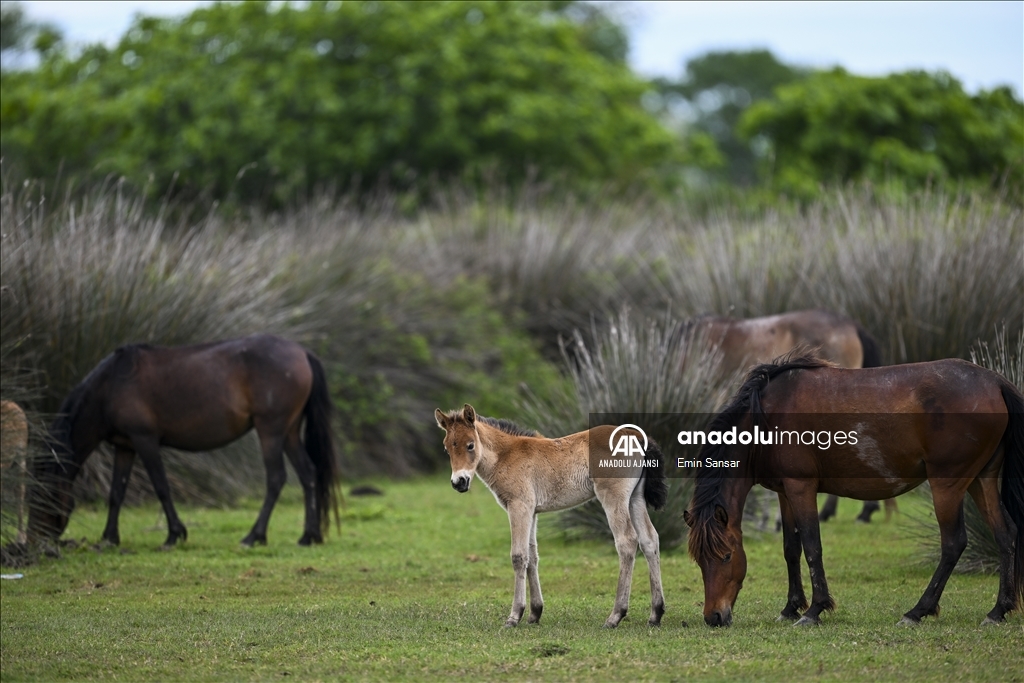 Kızılırmak Deltası'nda özgürce koşan yılkı atları
