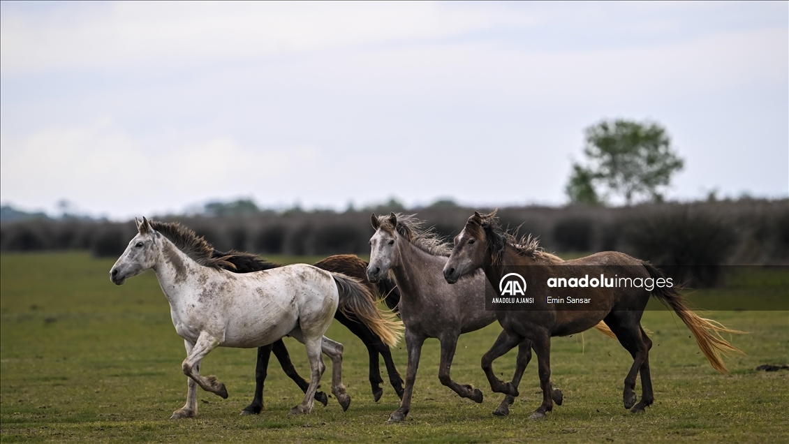 Kızılırmak Deltası'nda özgürce koşan yılkı atları