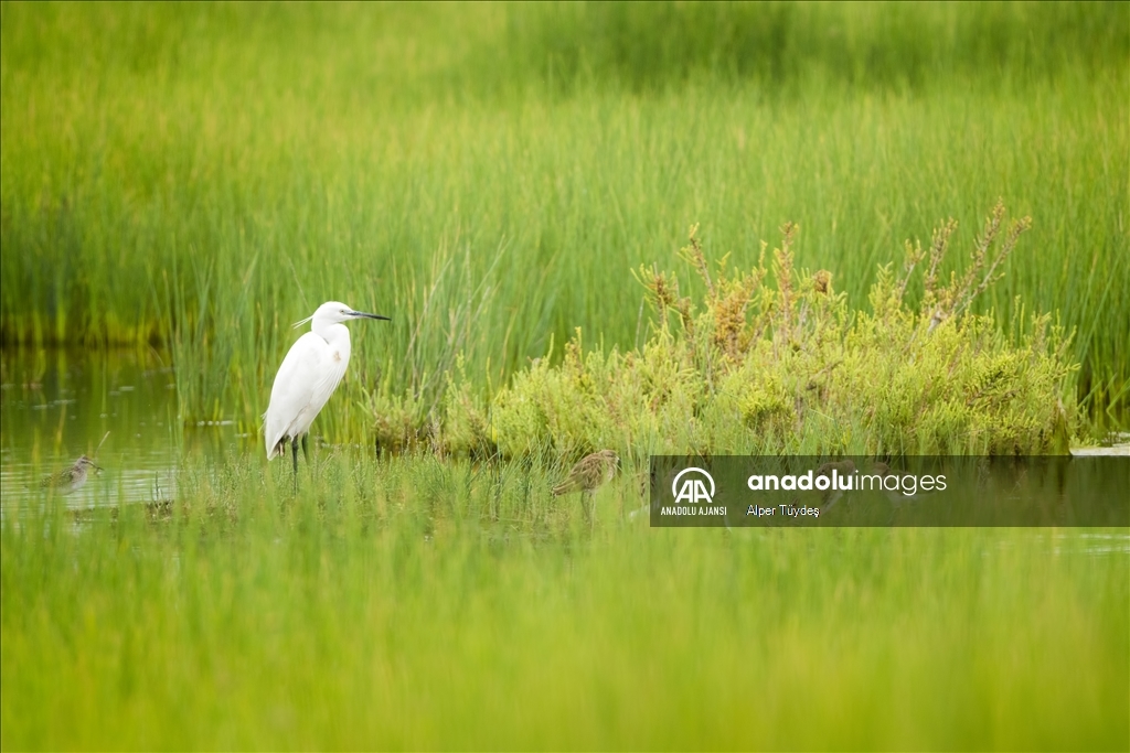 Samandağ Milleyha Sulak Alanı