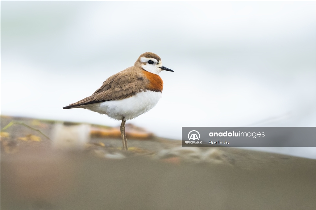 Samandağ Milleyha Sulak Alanı