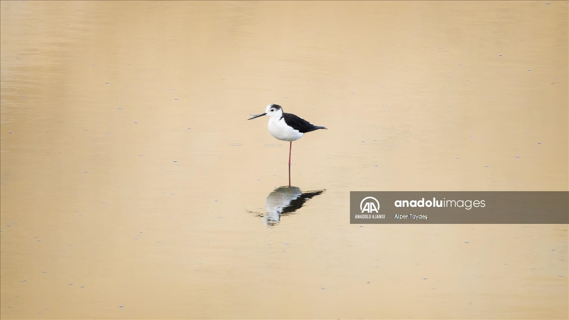 Samandağ Milleyha Sulak Alanı