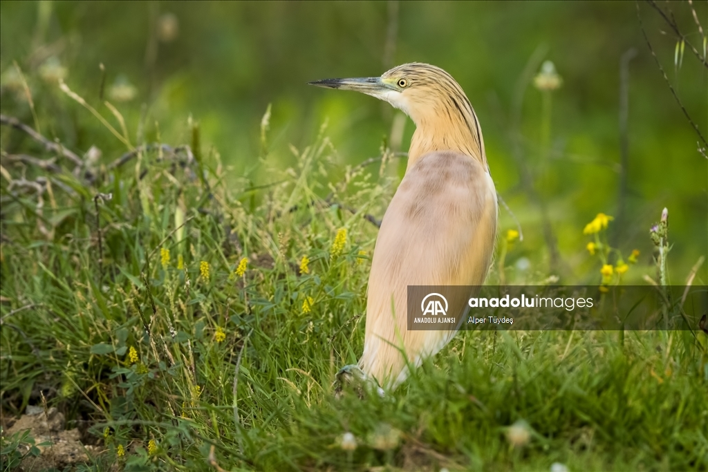 Samandağ Milleyha Sulak Alanı