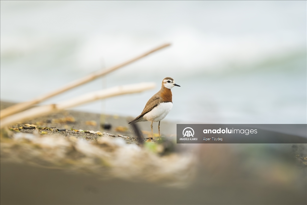 Samandağ Milleyha Sulak Alanı