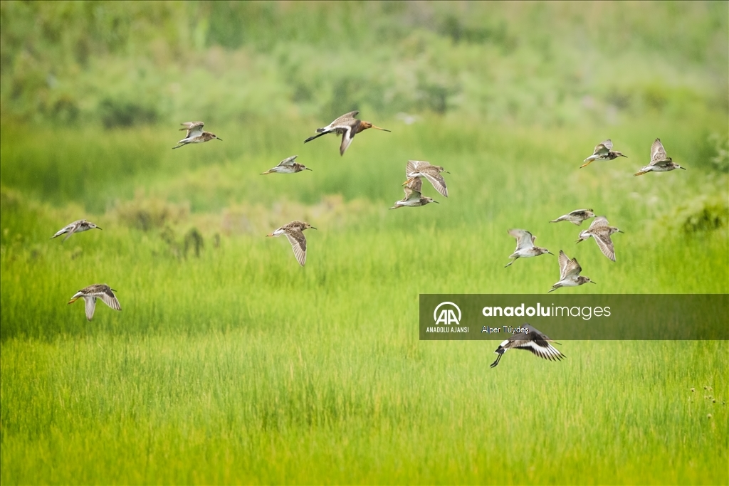 Samandağ Milleyha Sulak Alanı