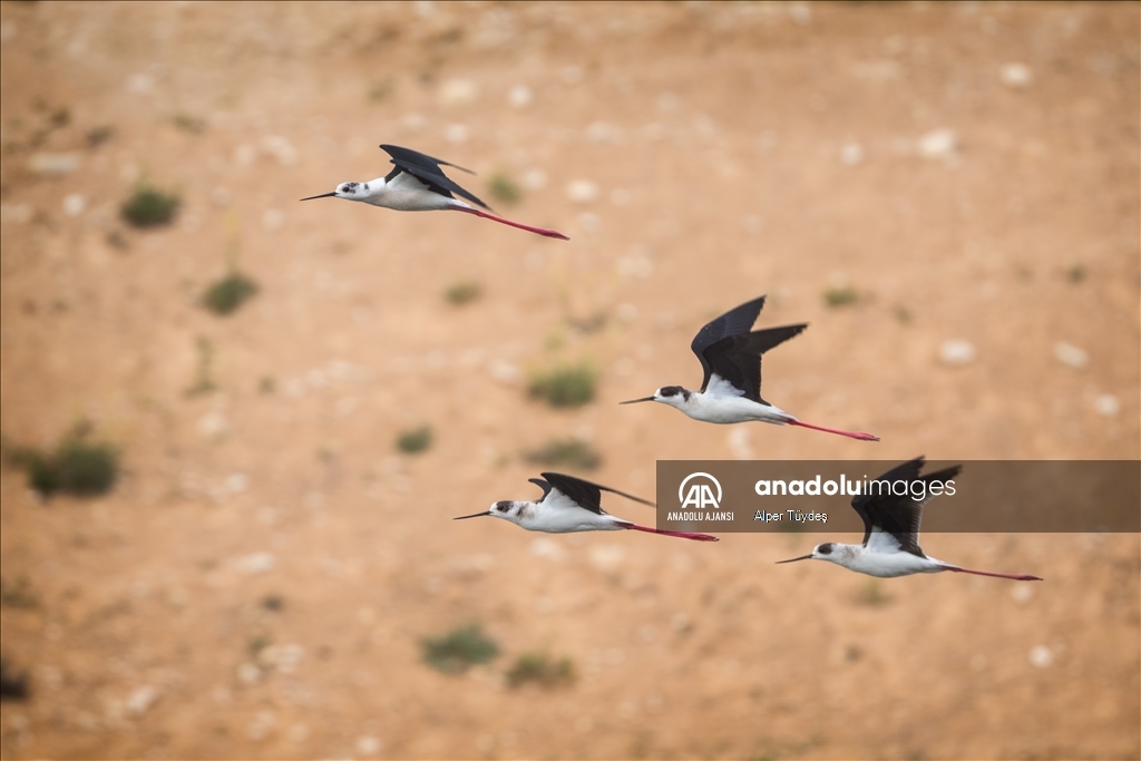 Samandağ Milleyha Sulak Alanı