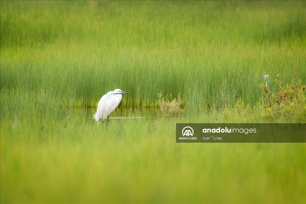 Samandağ Milleyha Sulak Alanı