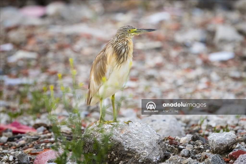 Samandağ Milleyha Sulak Alanı