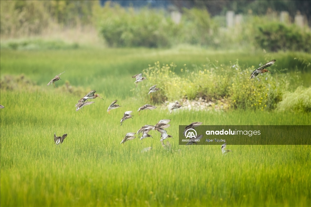 Samandağ Milleyha Sulak Alanı