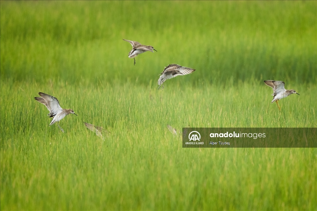 Samandağ Milleyha Sulak Alanı