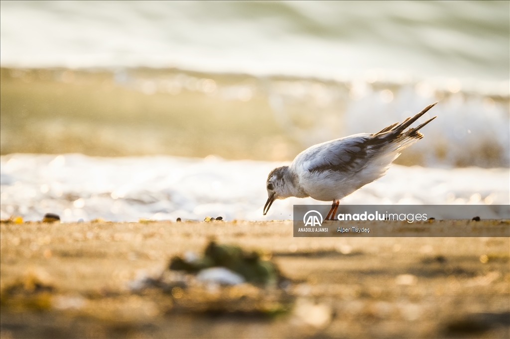 Samandağ Milleyha Sulak Alanı
