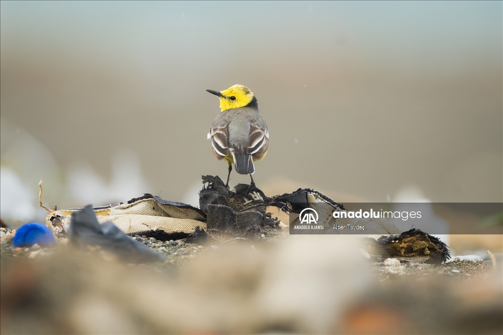 Samandağ Milleyha Sulak Alanı