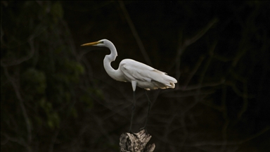 El Salvador'un Cuscatlán kentindeki Suchitlan Gölü yüzlerce göçmen kuş türlerinin uğrak yeri olmaya devam ediyor