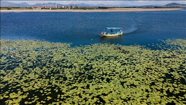 Beyşehir Gölü'nün ''nilüfer bahçesi''