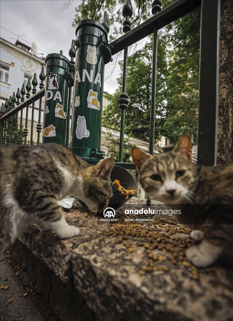 Zahvaljujući entuzijastima: Mačke kod sarajevske džamije Ferhadija dobile hranilicu i pojilicu 