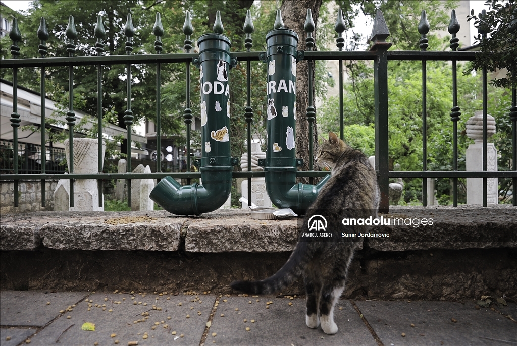 Zahvaljujući entuzijastima: Mačke kod sarajevske džamije Ferhadija dobile hranilicu i pojilicu 