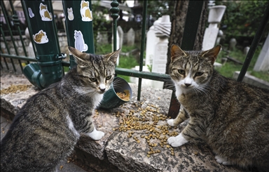 Mačke kod sarajevske džamije Ferhadija dobile hranilicu i pojilicu 