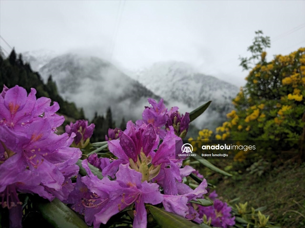 Rize'nin yüksek kesimleri karla kaplandı