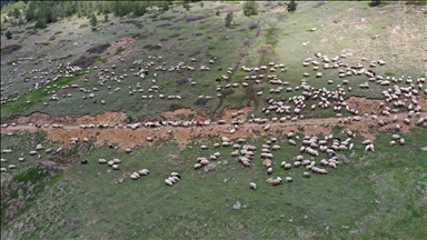 Ordulu çobanların 4 gün sürecek yayla yolculuğu başladı