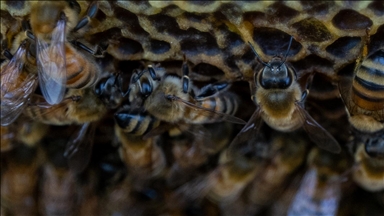 Ankara'da bahar mevsiminin gelmesiyle arıların tatlı telaşı başladı