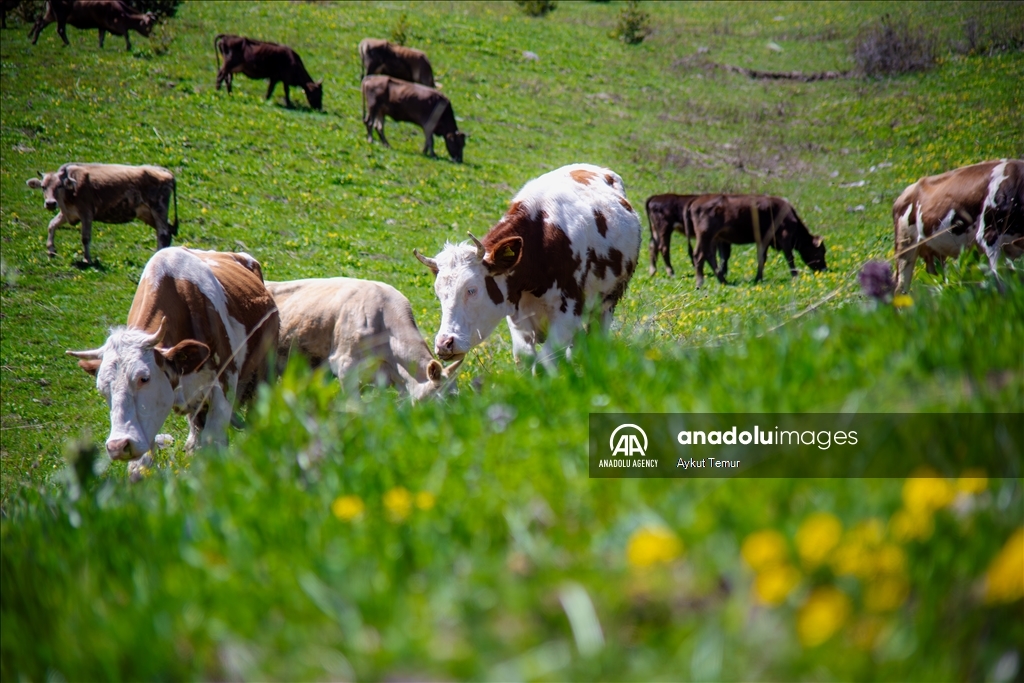 Spring season in Turkiye's Ardahan