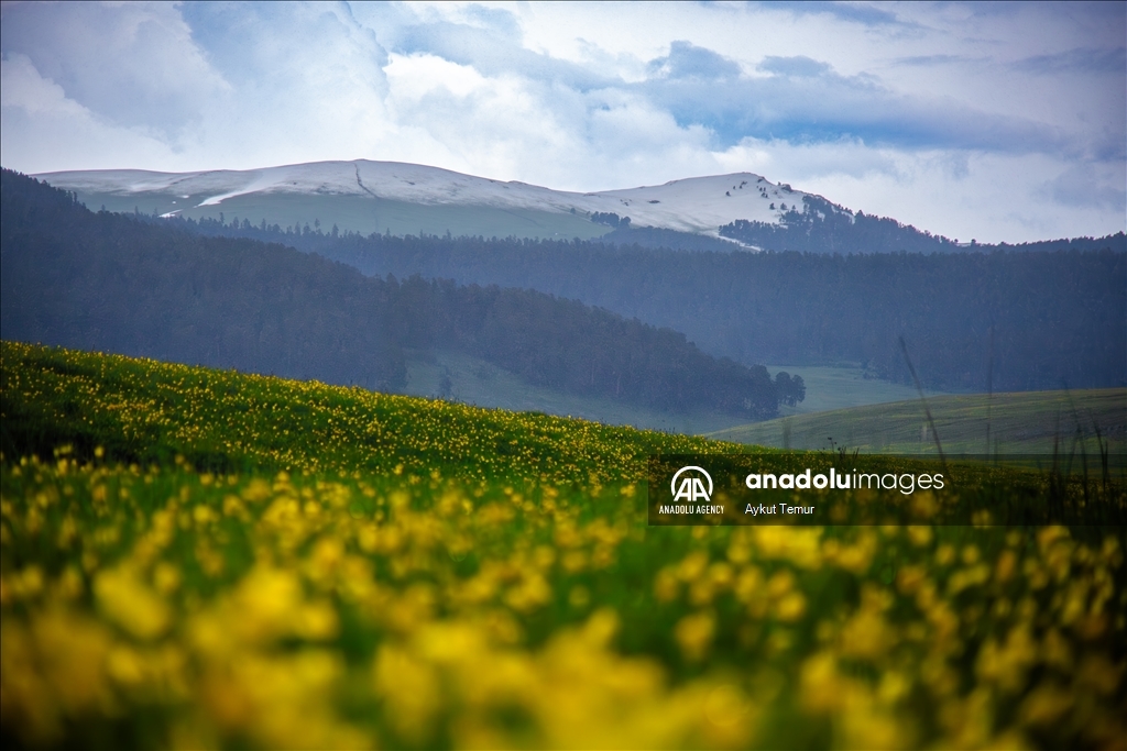 Spring season in Turkiye's Ardahan