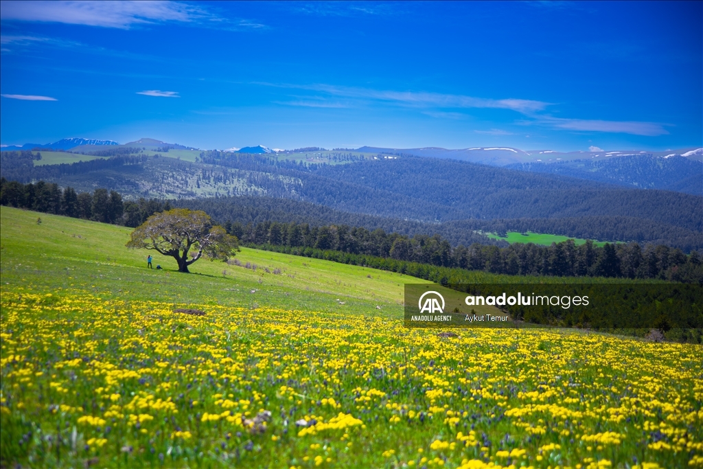 Spring season in Turkiye's Ardahan