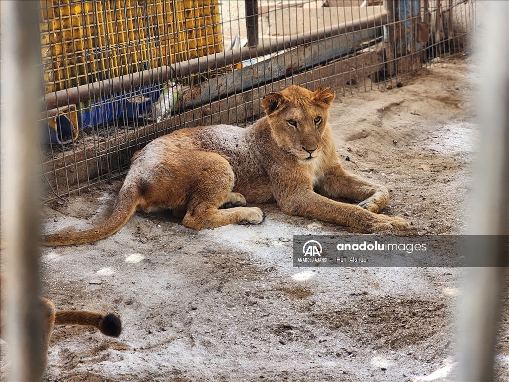 Han Yunus kentinde bulunan hayvanat bahçesindeki hayvanların yaşam mücadelesi